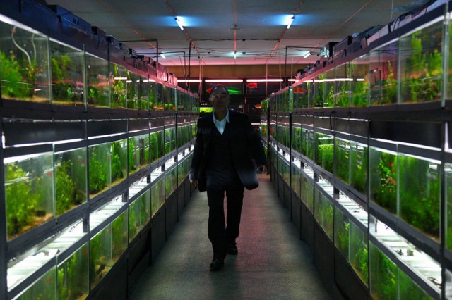 Cold Fish Fotoğrafı