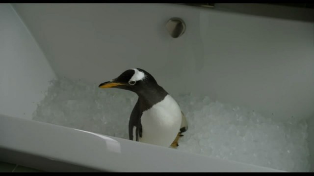 Babamın Penguenleri Fotoğrafı