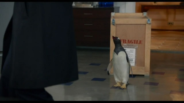 Babamın Penguenleri Fotoğrafı