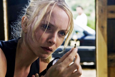 Katil Arılar Fotoğrafı