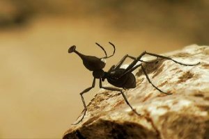 Minuscule fotoğrafı