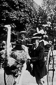 Promenade Of Ostriches, Paris Botanical Gardens (1896) afişi