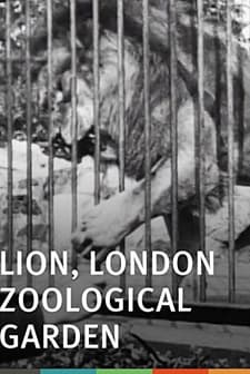Lion, London Zoological Garden (1896) afişi