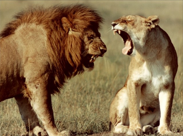 The Claw And The Tooth fotoğrafı