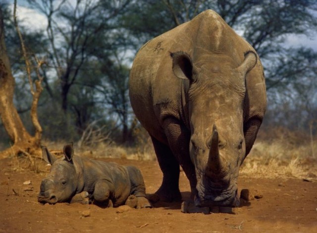 The Claw And The Tooth fotoğrafı