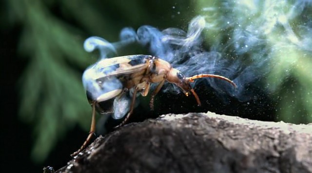 Bbc Hayat - Yaşam Mücadelesi Fotoğrafı