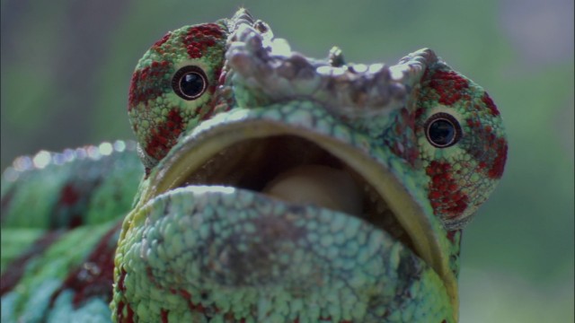 Bbc Hayat - Yaşam Mücadelesi Fotoğrafı