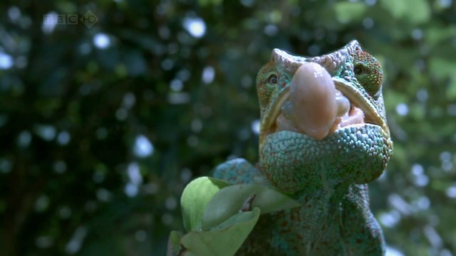 Bbc Hayat - Yaşam Mücadelesi Fotoğrafı