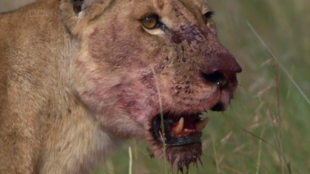 Bbc Hayat - Memeliler fotoğrafı