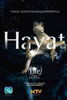 Bbc Hayat - Avcılar Ve Avları (2009) afişi