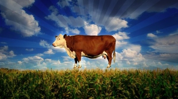 Gıda A.ş. fotoğrafı