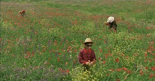 Cennetin Rengi fotoğrafı