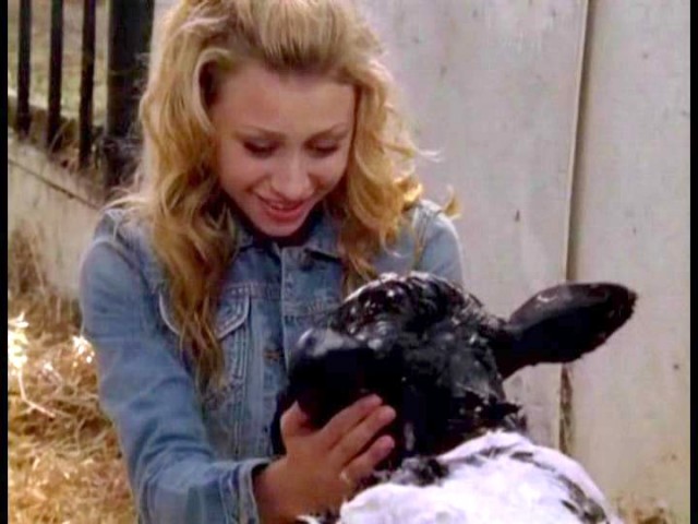 Cow Belles Fotoğrafı