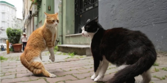 'Kedi' belgeseli Time'ın 'En iyi 10 film' listesine girdi