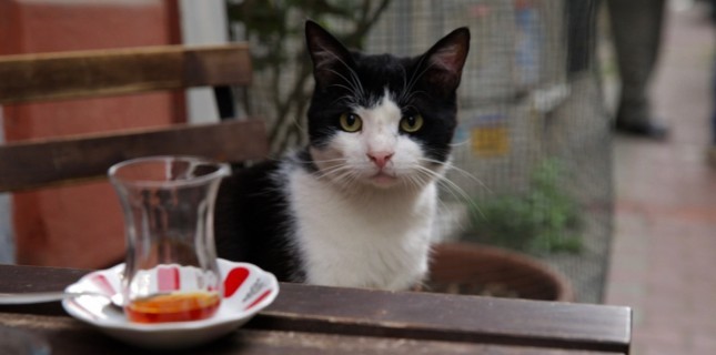 ‘Kedi’ belgeseli Rusya’da en çok izlenenler arasında
