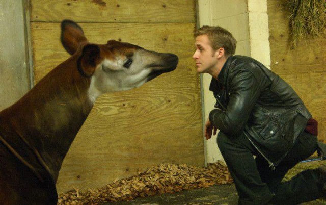 Ryan Gosling Fotoğrafı