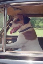 Enzo The Dog fotoğrafı