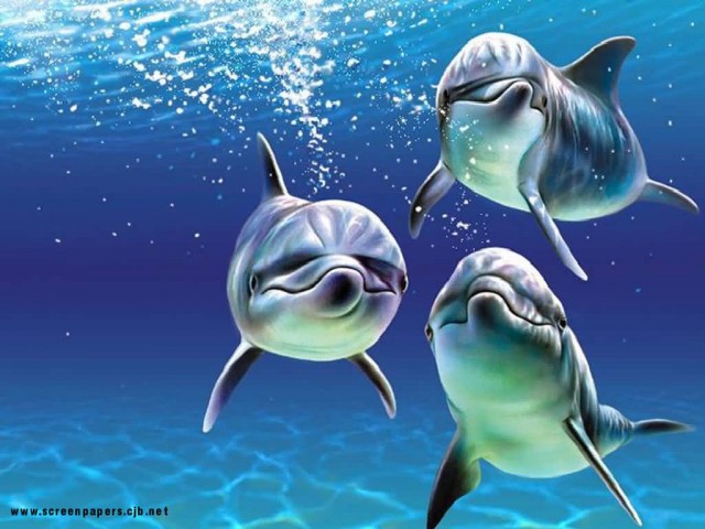 Asif Iqbal Fotoğrafı