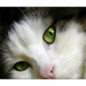 Avatar Resmi
