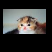 harbi