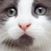 omander